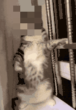 Blur face in GIF automatically